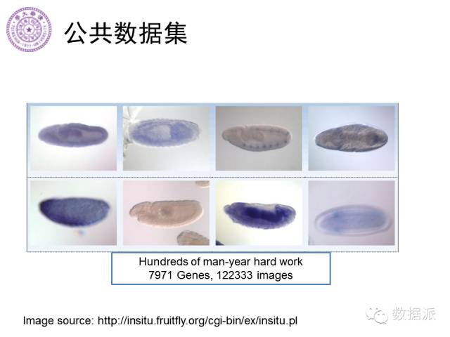 徐葳：生物医学影像处理、分布式系统与数据共享平台