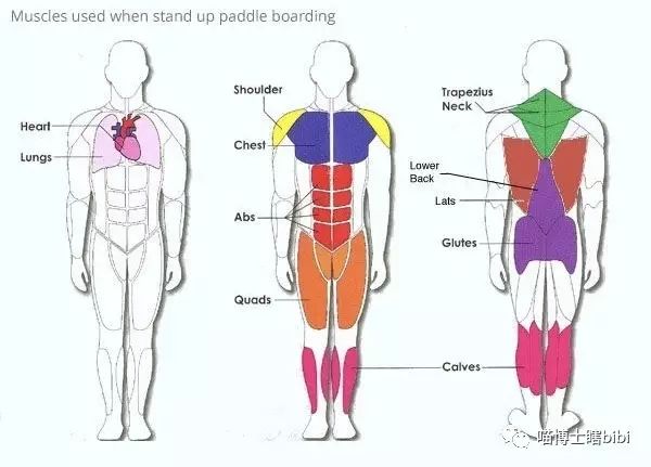 Stand Up Paddle～浆板普及贴