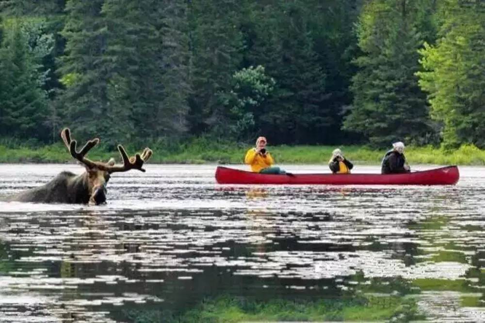 【独木舟培训】10月24-25日，Paddle Canada湖泊双人独木舟初级培训