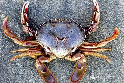 新西兰百科 | 新西兰桨蟹 Paddle Crabs