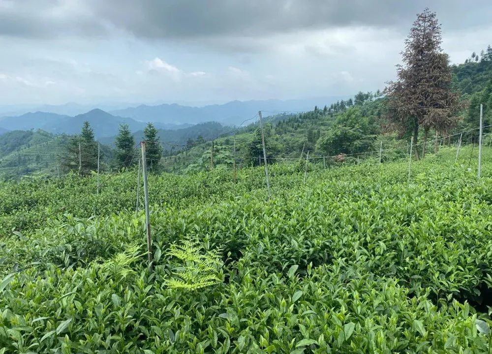 “大数据”助推铜仁茶产业发展