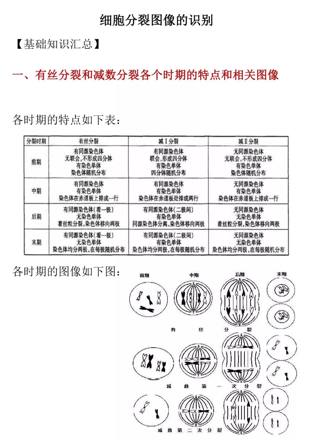 细胞分裂图像识别的知识详解