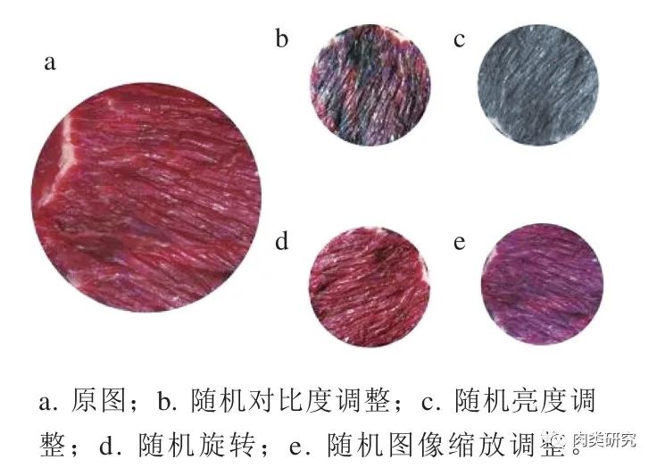 [论文荐读]重组牛肉图像识别模型的比较研究