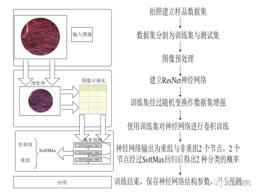 [论文荐读]重组牛肉图像识别模型的比较研究