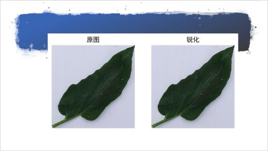 李就好：作物叶部病害图像识别研究