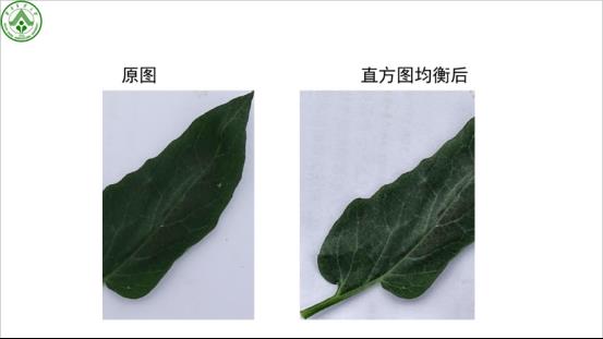 李就好：作物叶部病害图像识别研究