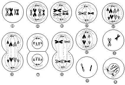 【难点仔细看】有丝分裂和减数分裂图像识别与题型分析