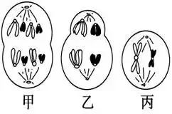 【难点仔细看】有丝分裂和减数分裂图像识别与题型分析