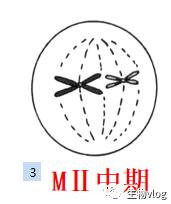 [敲重点]减数分裂图像识别及分裂异常情况分析