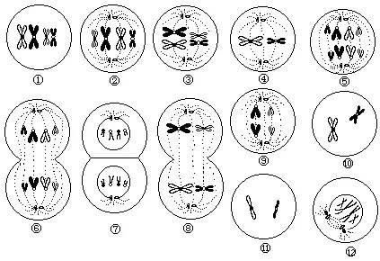 【专治减数分裂各种不会！】有丝分裂和减数分裂图像识别及有关题型的分析归类！