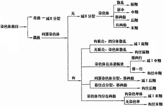 【专治减数分裂各种不会！】有丝分裂和减数分裂图像识别及有关题型的分析归类！