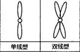 【难点仔细看】有丝分裂和减数分裂图像识别与题型分析