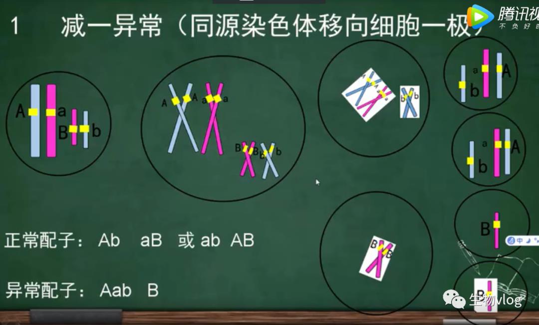 [敲重点]减数分裂图像识别及分裂异常情况分析