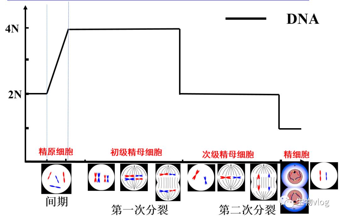 [敲重点]减数分裂图像识别及分裂异常情况分析