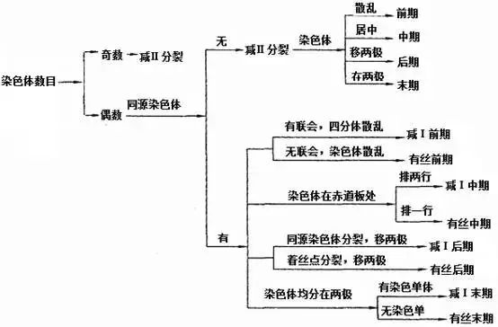 【难点仔细看】有丝分裂和减数分裂图像识别与题型分析