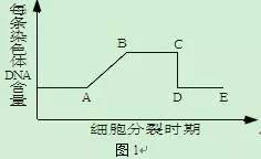 【专治减数分裂各种不会！】有丝分裂和减数分裂图像识别及有关题型的分析归类！