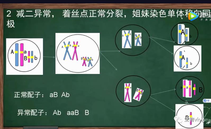 [敲重点]减数分裂图像识别及分裂异常情况分析