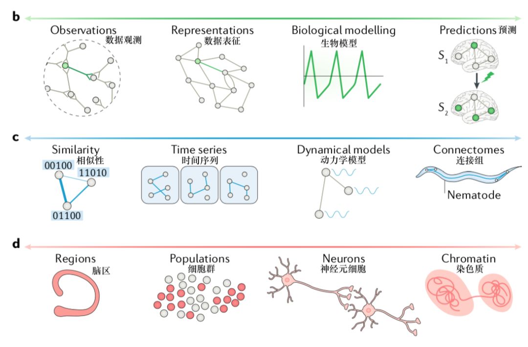 网络神经科学综述：网络模型的三大维度分类图鉴