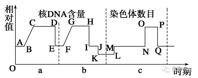 [敲重点]减数分裂图像识别及分裂异常情况分析