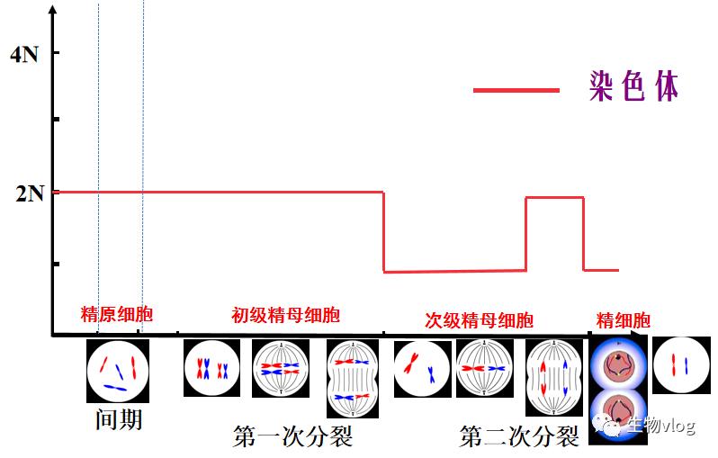 [敲重点]减数分裂图像识别及分裂异常情况分析