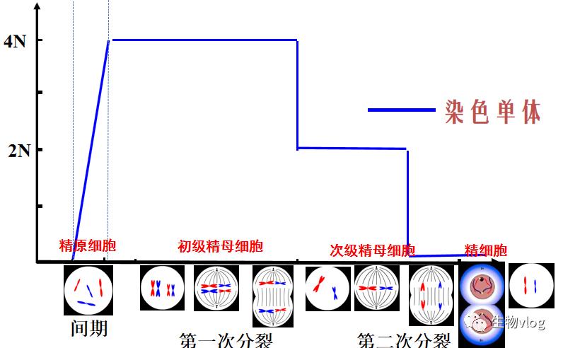 [敲重点]减数分裂图像识别及分裂异常情况分析