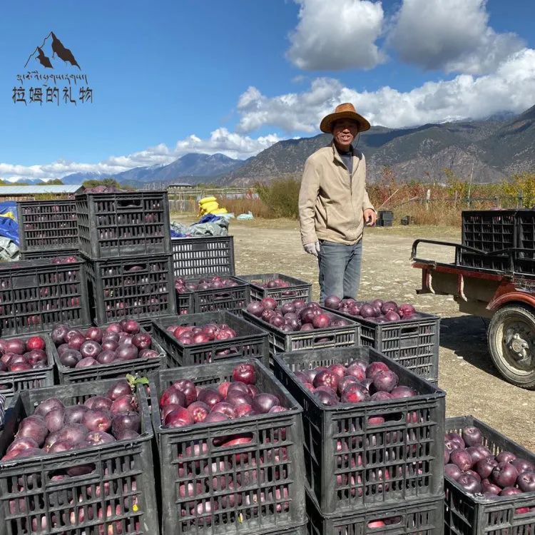 中通/顺丰空运【西藏林芝黑苹果】礼盒装/钻石礼盒装，西藏林芝转拉萨发货！5天左右发货！