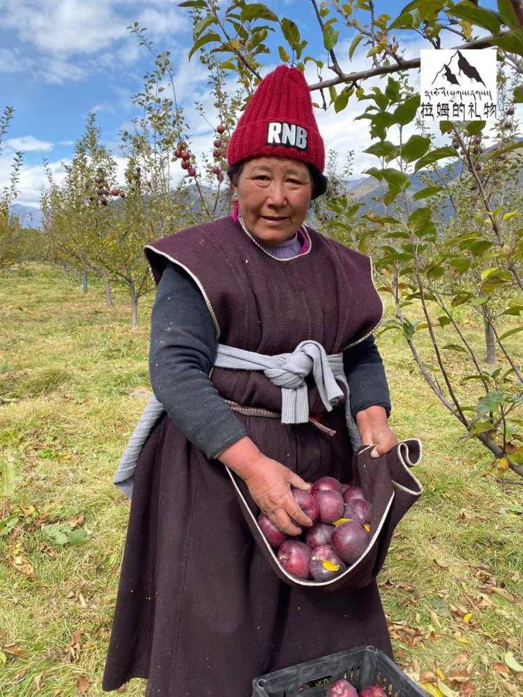 中通/顺丰空运【西藏林芝黑苹果】礼盒装/钻石礼盒装，西藏林芝转拉萨发货！5天左右发货！