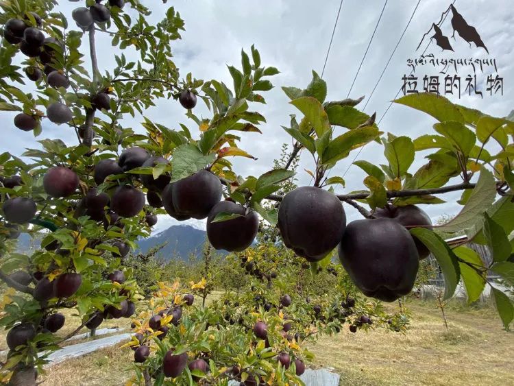 中通/顺丰空运【西藏林芝黑苹果】礼盒装/钻石礼盒装，西藏林芝转拉萨发货！5天左右发货！