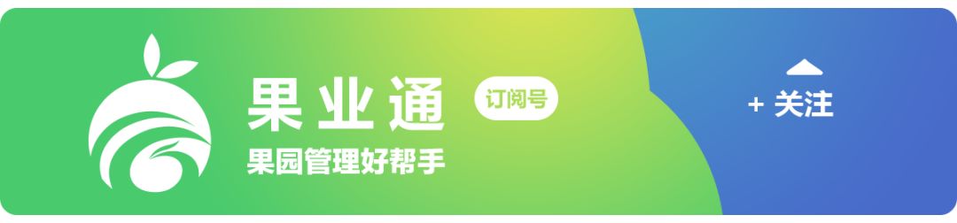 昭通黑苹果引人注目，成为热门水果！