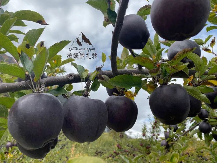 中通/顺丰空运【西藏林芝黑苹果】礼盒装/钻石礼盒装，西藏林芝转拉萨发货！5天左右发货！