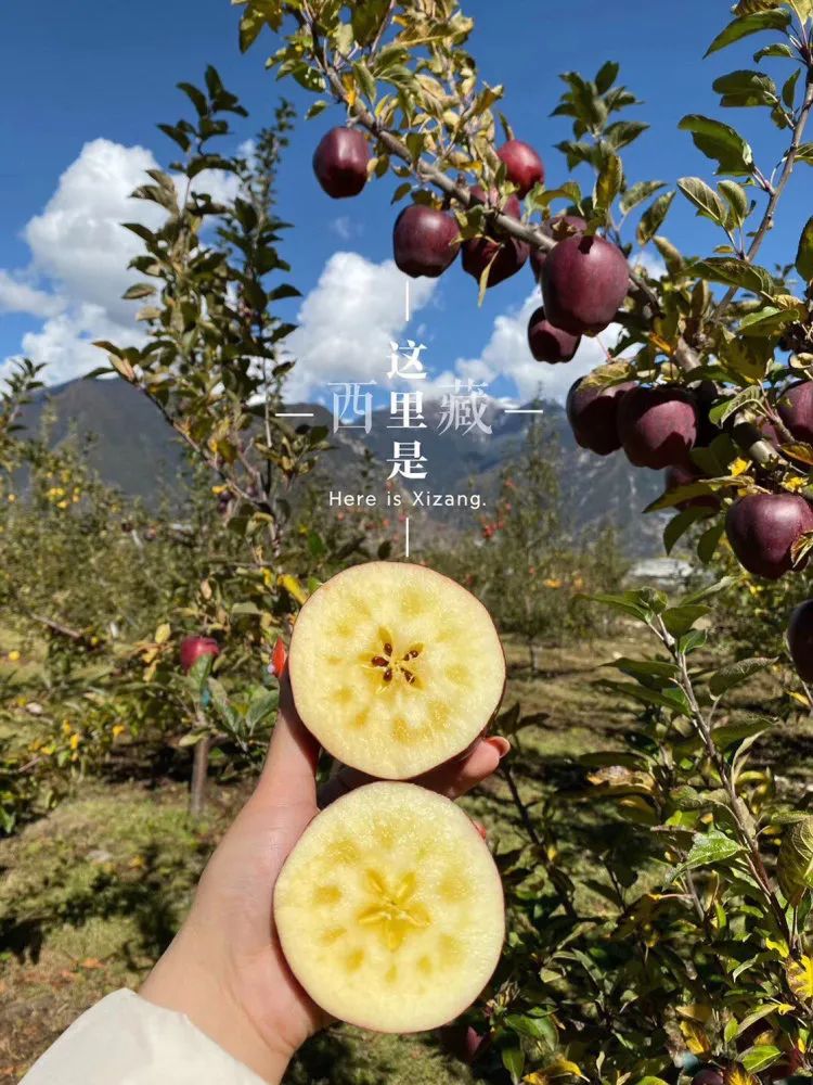 中通/顺丰空运【西藏林芝黑苹果】礼盒装/钻石礼盒装，西藏林芝转拉萨发货！5天左右发货！