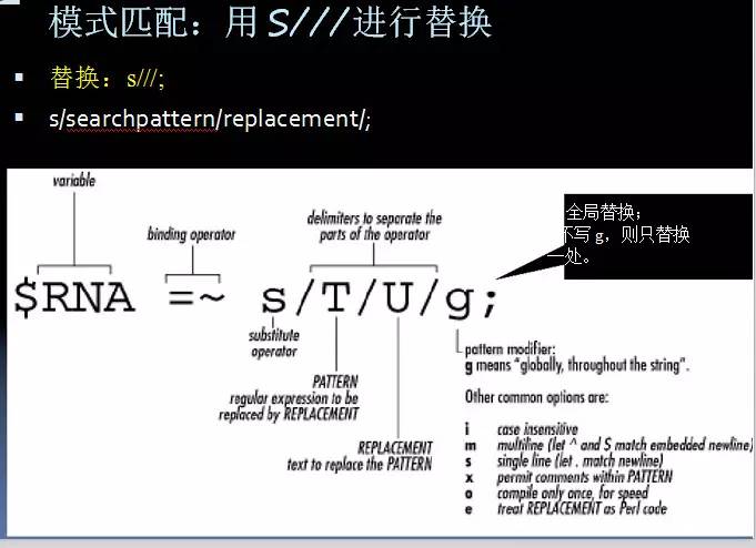 Perl语言在生物信息学中的应用