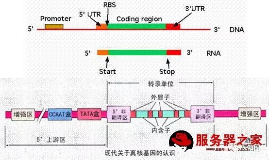 利用R语言及perl语言提取基因CDS区实战