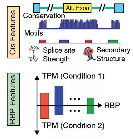 专家点评Nat Methods | 邢毅团队利用深度学习强化RNA可变剪接分析的准确性