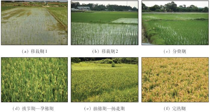 利用Sentinel-1A数据提取早稻面积