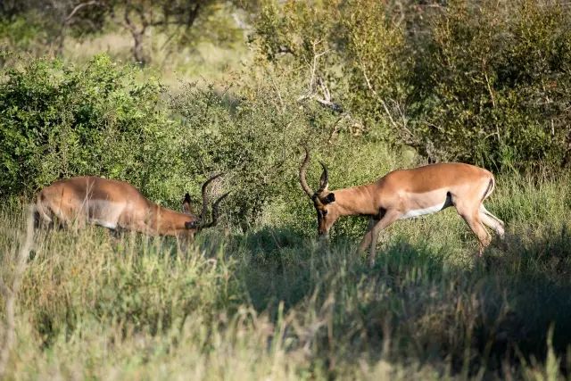 克鲁格国家公园 - 黑斑羚（Impala）、岩羚（Klipspringer）篇