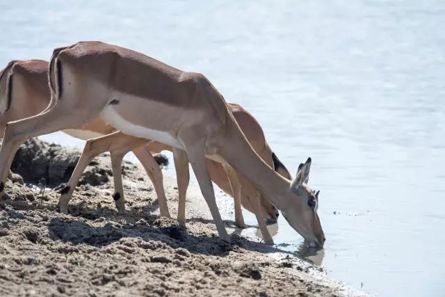 克鲁格国家公园 - 黑斑羚（Impala）、岩羚（Klipspringer）篇