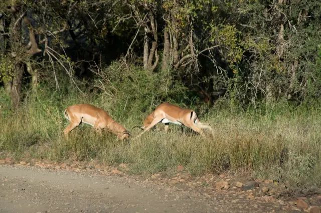 克鲁格国家公园 - 黑斑羚（Impala）、岩羚（Klipspringer）篇