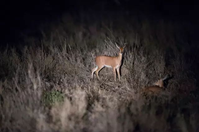 克鲁格国家公园 - 黑斑羚（Impala）、岩羚（Klipspringer）篇