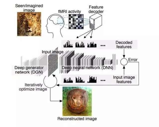 人工智能 | 读心术？！日本深度神经网络算法重建人脑中图像