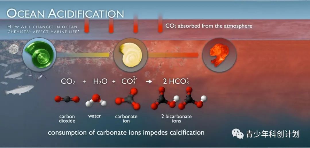 STEAM科学实验：模拟海洋酸化对贝类生物的影响实验