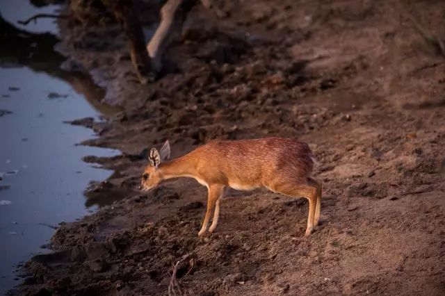 克鲁格国家公园 - 黑斑羚（Impala）、岩羚（Klipspringer）篇