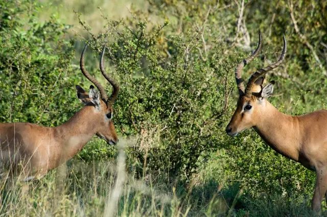 克鲁格国家公园 - 黑斑羚（Impala）、岩羚（Klipspringer）篇