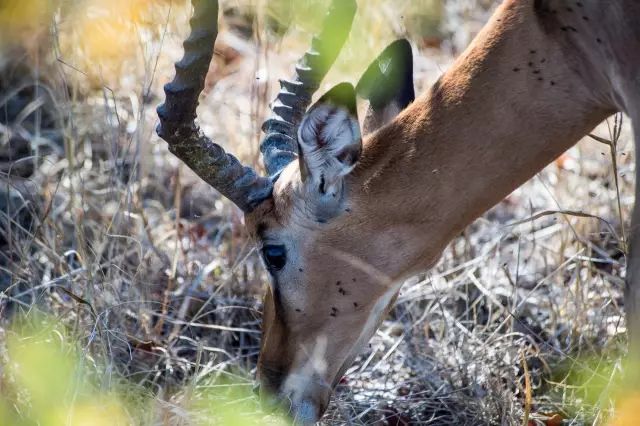 克鲁格国家公园 - 黑斑羚（Impala）、岩羚（Klipspringer）篇