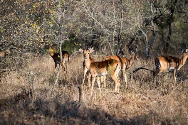 克鲁格国家公园 - 黑斑羚（Impala）、岩羚（Klipspringer）篇