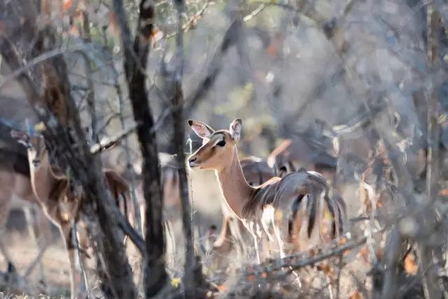 克鲁格国家公园 - 黑斑羚（Impala）、岩羚（Klipspringer）篇