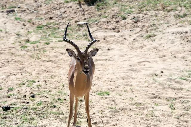 克鲁格国家公园 - 黑斑羚（Impala）、岩羚（Klipspringer）篇