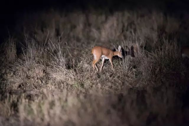 克鲁格国家公园 - 黑斑羚（Impala）、岩羚（Klipspringer）篇