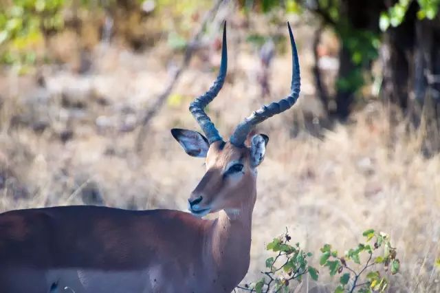 克鲁格国家公园 - 黑斑羚（Impala）、岩羚（Klipspringer）篇