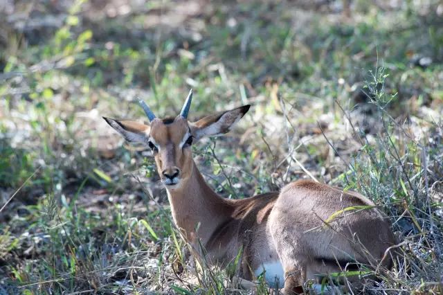 克鲁格国家公园 - 黑斑羚（Impala）、岩羚（Klipspringer）篇